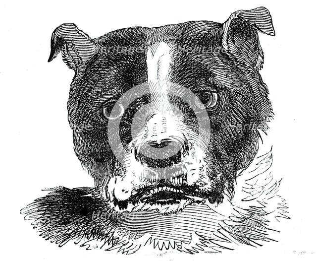 Head of the Bull Dog, 1844. Creator: Unknown.