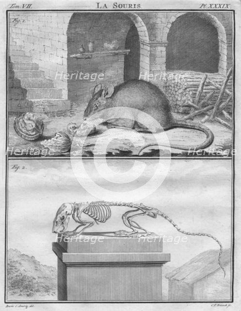 'La Souris', c1763. Creator: Christian Friedrich Fritzsch.