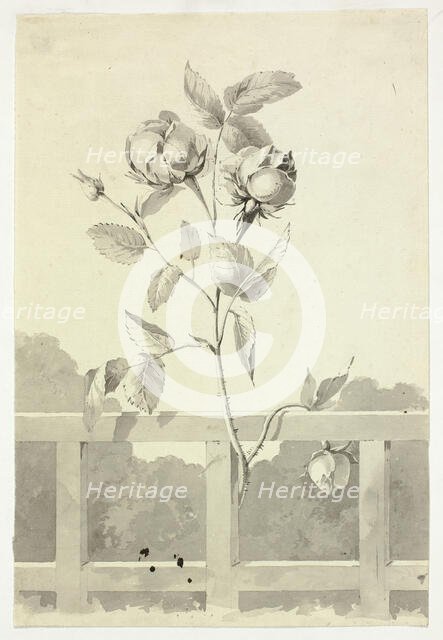 Rose, n.d. Creator: Pierre Antoine Mongin.