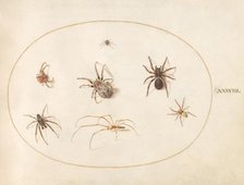 Plate 38: Seven Spiders, c. 1575/1580. Creator: Joris Hoefnagel.