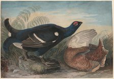 English Black Cocks, 1828. Creator: John James Audubon.