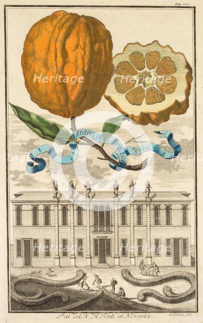 Nurnbergische Hesperides: No185 - Aranzo Striato dolce. Palazzo del N. H. Fonte in Noventa, c1708. Creator: Joseph de Montalegre (Hungarian); Johoann Christoph Volckamer (German).