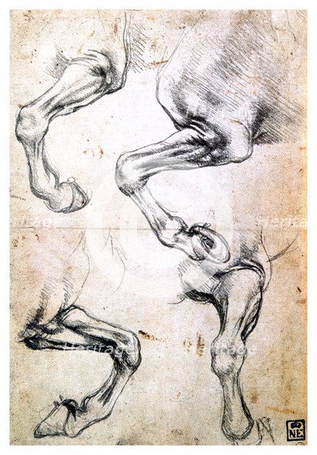 'Four studies of horses' legs', c1500. Artist: Leonardo da Vinci