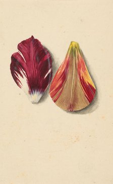 Two tulip leaves. Creator: Merian, Maria Sibylla (1647-1717).