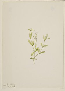 Moehringia laberiflora, 1904. Creator: Mary Vaux Walcott.