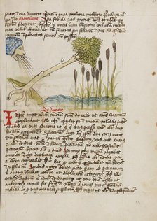 An Oak Tree Up-Rooted by Strong Winds; Fables, third quarter of 15th century. Creator: Unknown.