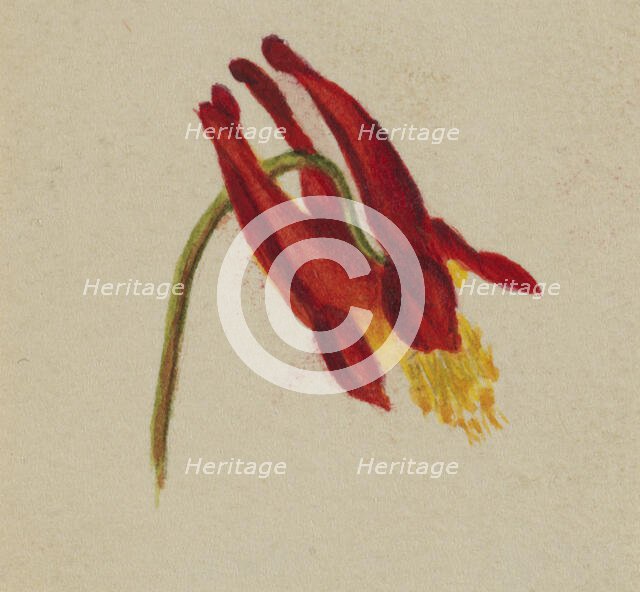 (Untitled), ca. 1874. Creator: Mary Vaux Walcott.