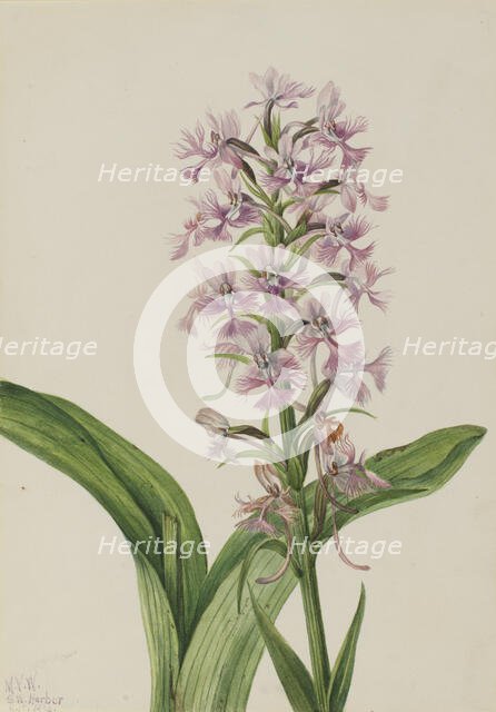 Large Purple Fringe-Orchid (Habenaria grandiflora), 1926. Creator: Mary Vaux Walcott.