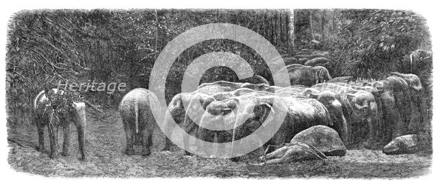 Mode of capturing wild elephants in Ceylon: herd of wild elephants, 1864.  Creator: Unknown.