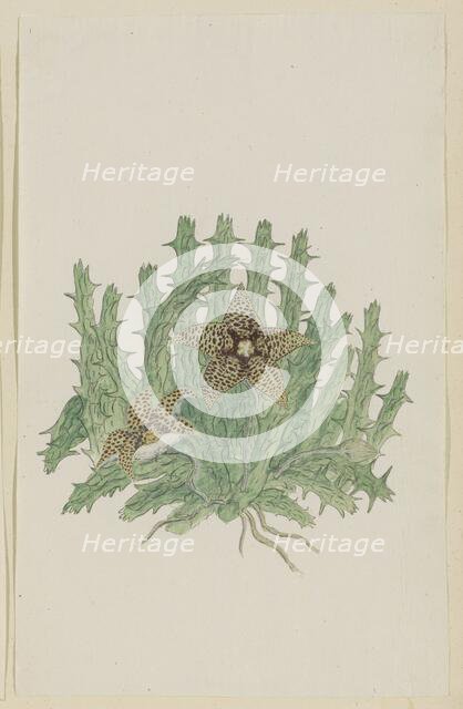 Orbea verucosa (Masson) L.C. Leach. (Hirsute Stapelia), 1777-1786. Creator: Robert Jacob Gordon.