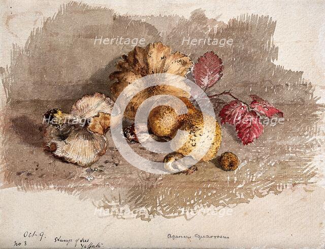 A group of fallen fungi (Pholiota squarrosa). Creator: Unknown.