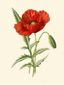 'Scarlet Poppy', 1877. Creator: Frederick Edward Hulme.