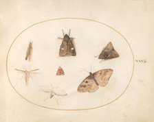 Plate 30: Seven Moths, c. 1575/1580. Creator: Joris Hoefnagel.