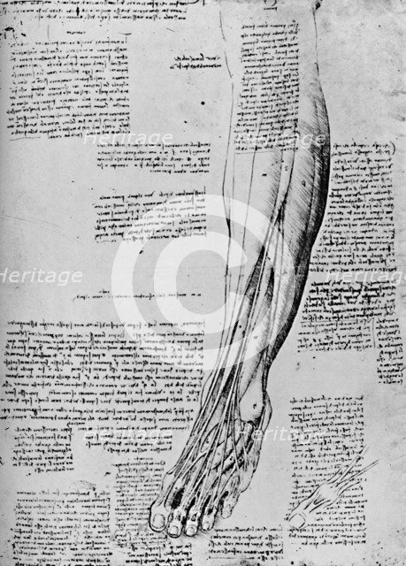 'Anatomical Study of Muscles of Foot', 1928. Artist: Leonardo da Vinci.