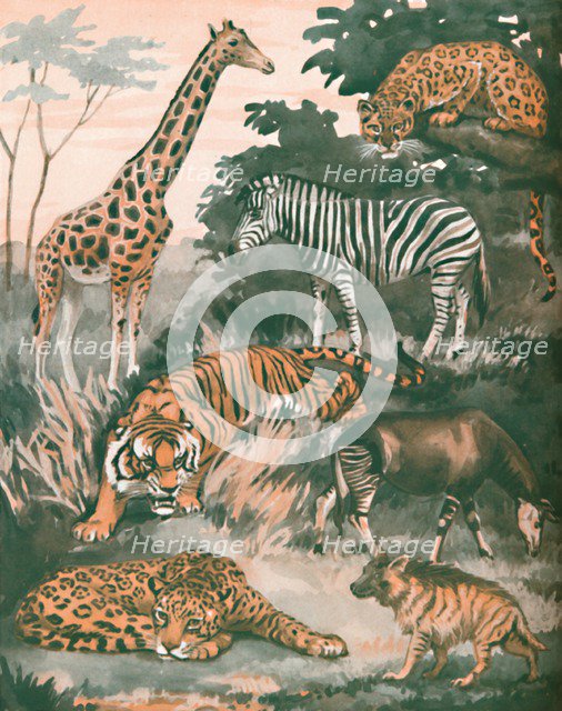 'Animals Helped By Spots and Stripes', 1935 . Artist: Unknown.