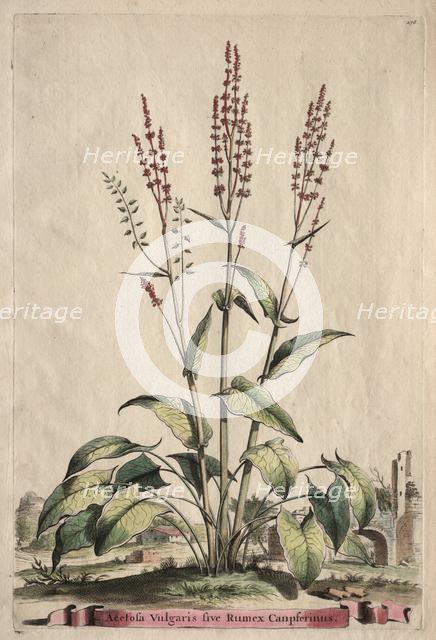Phytographia Curiosa: Acetosa Vulgaris sive Rumex Canpferinus. Creator: Abraham Munting (Dutch, 1626-1683).
