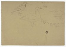 Sketches of Birds, c. 1888. Creator: Henry Stacy Marks.