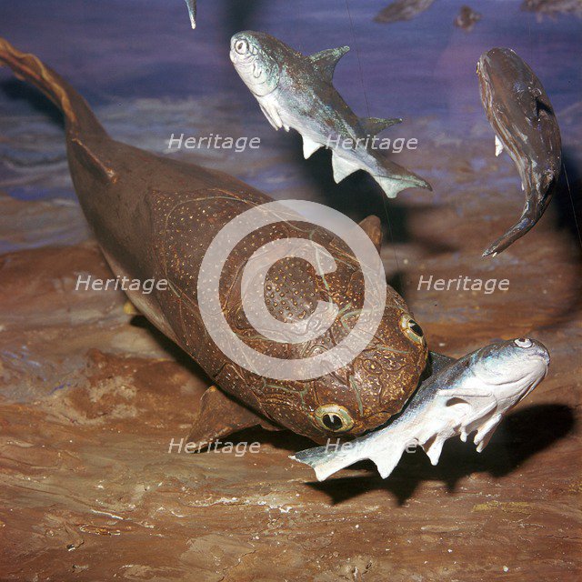 Model of a Coccosteus attacking a Diplacanthus. Artist: Unknown