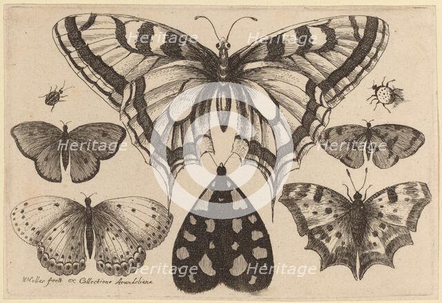 Five Butterflies, a Moth, and Two Beetles, 1646. Creator: Wenceslaus Hollar.