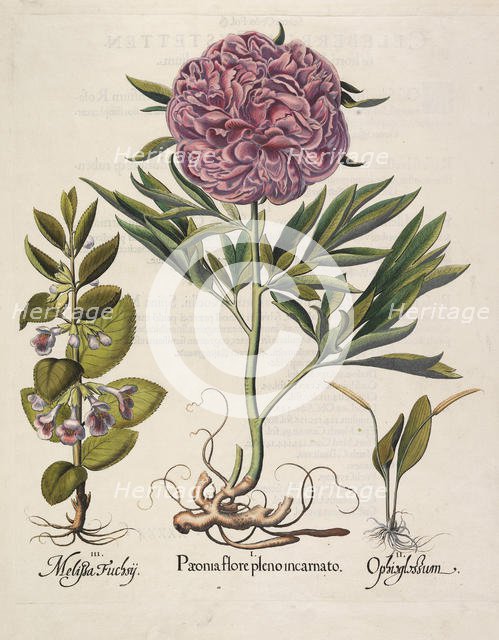 Paeonia flore pleno, 1613. Creator: Besler, Basilius (1561-1629).