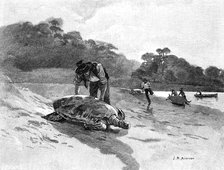 Turtle Catching, 1886.Artist: Julian Ashton