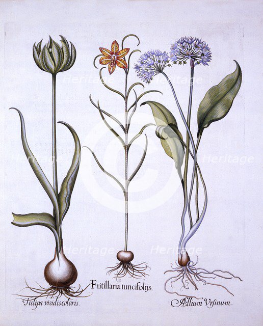 Snake's Head Fritillary, Wild Garlic and Tulip, from 'Hortus Eystettensis', by Basil Besler (1561-16