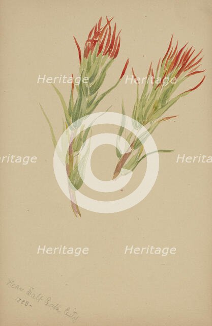 (Untitled--Plant Study), 1883. Creator: Mary Vaux Walcott.