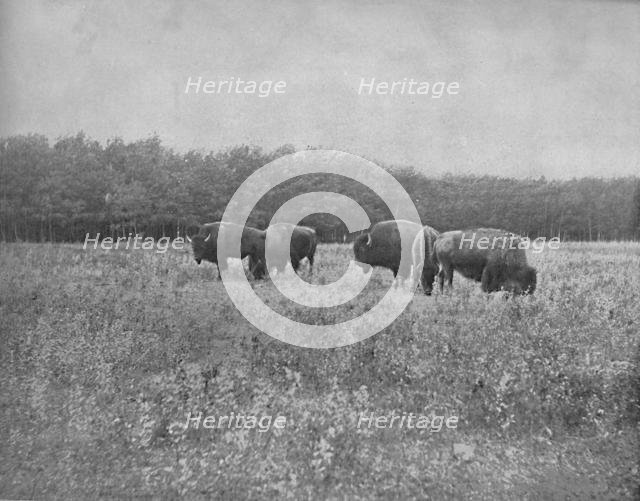 'Silver Heights, Winnipeg', c1897. Creator: Unknown.