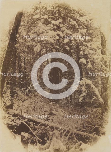 Untitled (Woods in Snow), 1859. Creator: William James Stillman (American, 1828-1901); J. W. Black.