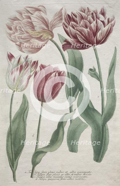 Tulips. Creator: Bartholomaus Seutter (German, 1678-1754); Johann Jakob Haid (German, 1704-1767).