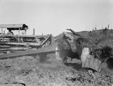Bulldozer raises and pushes stump on cut-over farm, Lewis County, Western Washington, 1939. Creator: Dorothea Lange.