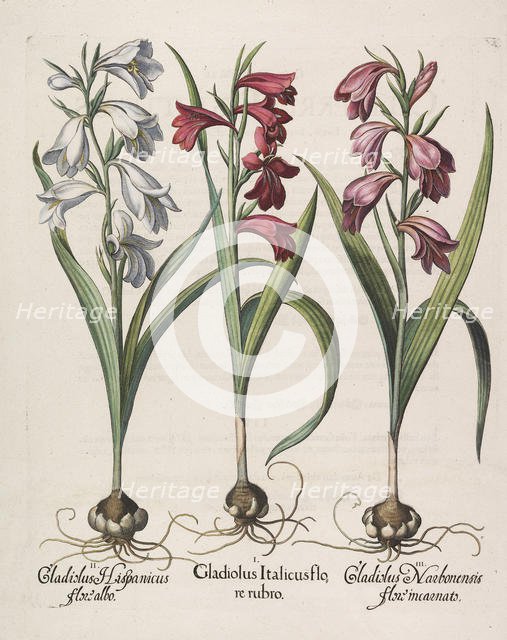 Gladiolus italicus flore rubro, 1613. Creator: Besler, Basilius (1561-1629).