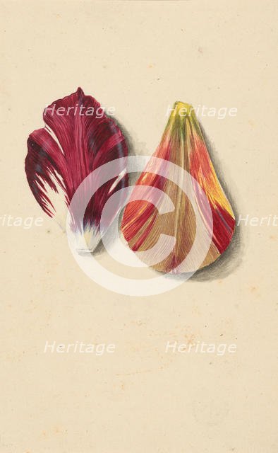 Two tulip leaves. Creator: Merian, Maria Sibylla (1647-1717).