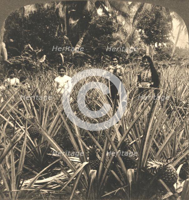 'Pineapple Plantation, Mayaguez, Porto Rico', 1899.  Creator: Works and Sun Sculpture Studios.