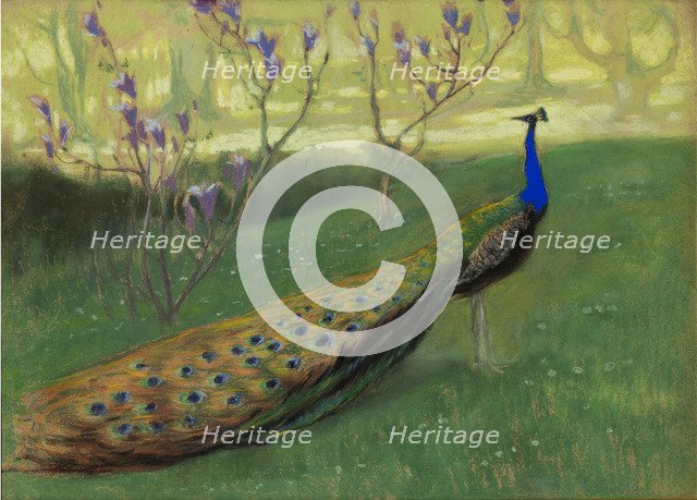 Peacock, after 1900.