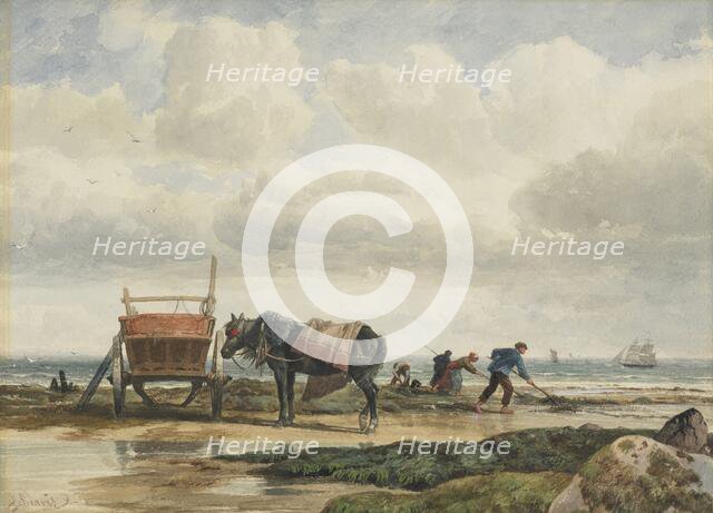 Gathering seaweed, 1860s-1880s. Creator: Richard Beavis.