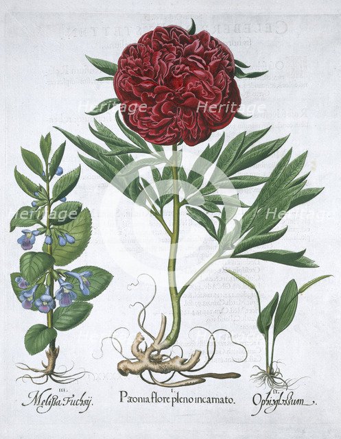 Lemon balm, Peony and adder's tongue fern, 1613. Artist: Unknown