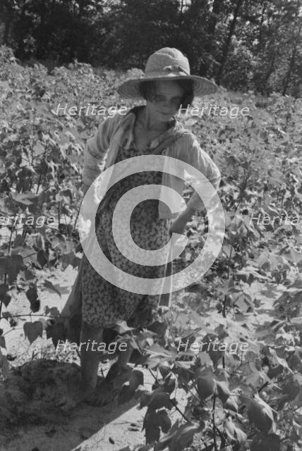Lucille Burroughs picking cotton, Hale County, Alabama, 1936. Creator: Walker Evans.
