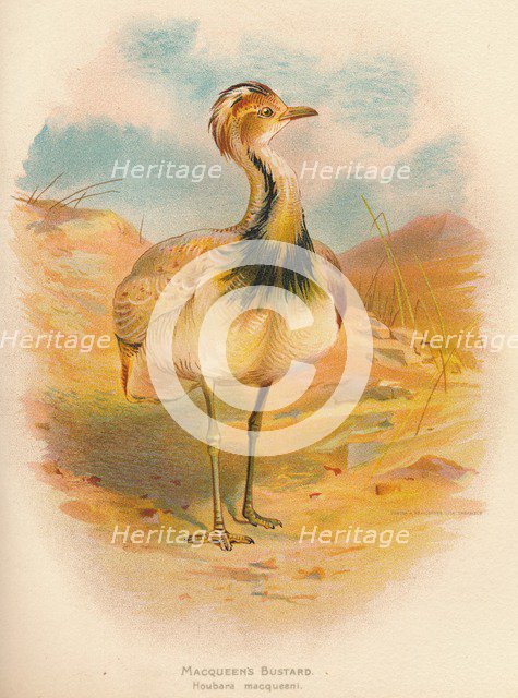 'Macqueen's Bustard (Houbara macqueeni)', 1900, (1900). Artist: Charles Whymper.