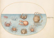Animalia Aqvatilia et Cochiliata (Aqva): Plate XLVII, c. 1575/1580. Creator: Joris Hoefnagel.