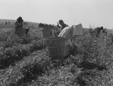 Migratory workers harvesting peas near Nipomo, California, 1937. Creator: Dorothea Lange.
