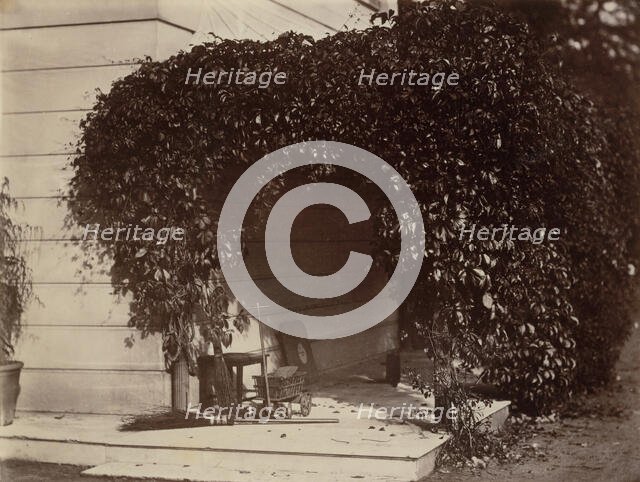 American Creeper, Blake House, 1860. Creator: Alfred Capel-Cure.