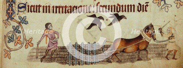 Peasants ploughing (From the Luttrell Psalter), ca 1330. Artist: Anonymous  