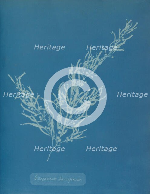 Sargassum bacciferum, ca. 1853. Creator: Anna Atkins.
