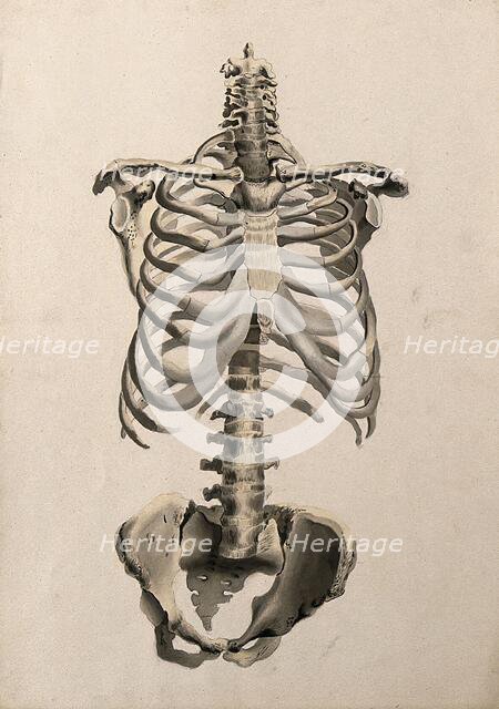 Bones of the torso: front view, 1830-1835. Creator: Unknown.