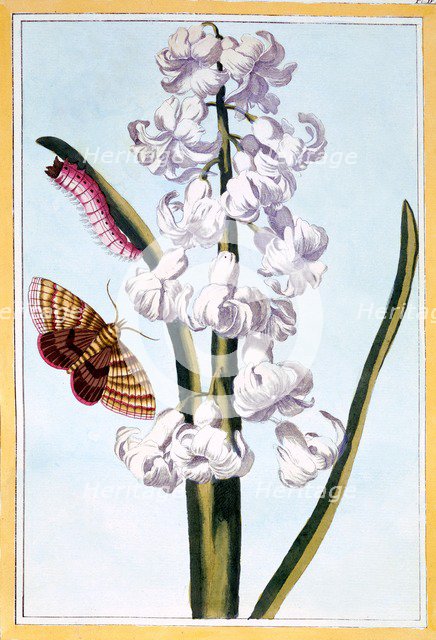 Hyacinth, pub. 1776. Creator: Pierre Joseph Buchoz (1731-1807).