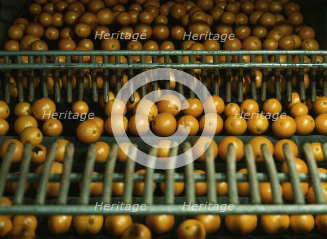Drying oranges at a co-op orange packing plant, Redlands, Calif., 1943. Creator: Jack Delano.
