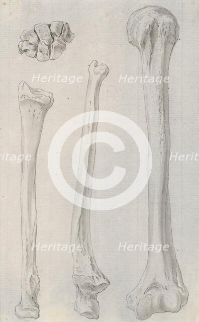 Studies of the bones of the legs, relating to Cheselden's `Osteographia', 1733. Creator: Gerard Vandergucht.