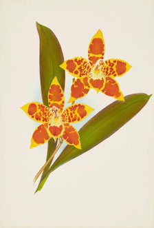 Orchid: OdontoglossumTriumpharis, 1907. Creator: Frederick William Bolas.