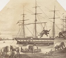 A Cargo of Seventy Elephants Landing from Burmah during the 1857 Mutiny], 1858-61. Creator: Unknown.